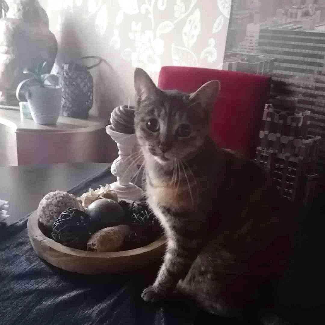 Tempête a rejoint le concours — aidez-le/la à gagner de superbes lots ! automotive_tire, black_cat, carnivore, cat, cat_supply, comfort, domestic_short_haired_cat, felidae, flowerpot, fur, grey, mammal, paw, plant, room, serveware, small_to_medium_sized_cats, snout, tail, whiskers