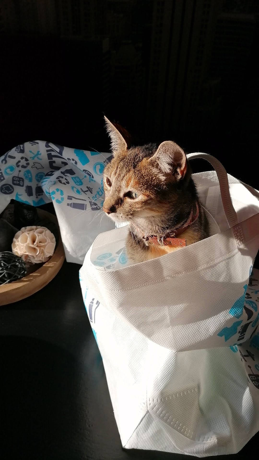 Tempête a rejoint le concours — aidez-le/la à gagner de superbes lots ! carnivore, cat, cat_supply, comfort, dishware, domestic_short_haired_cat, fashion_accessory, fawn, felidae, fur, linens, plate, platter, serveware, small_to_medium_sized_cats, snout, tableware, tail, terrestrial_animal, whiskers