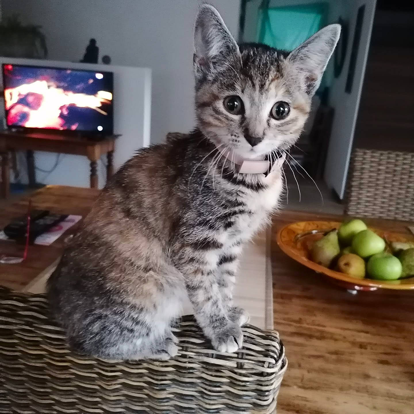 Tempête a rejoint le concours — aidez-le/la à gagner de superbes lots ! cable_television, carnivore, cat, citrus, domestic_short_haired_cat, felidae, food, fruit, fur, key_lime, lemon, lime, natural_foods, paw, small_to_medium_sized_cats, snout, tableware, tail, television, whiskers