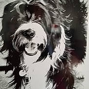 Lanna a rejoint le concours — aidez-le/la à gagner de superbes lots ! dog, black_and_white, fluffy, happy, pet, canine, fur, smiling, portrait, closeup, animal, indoor, collar, cute, friendly, muzzle, whiskers, teeth, fur_texture, looking_up