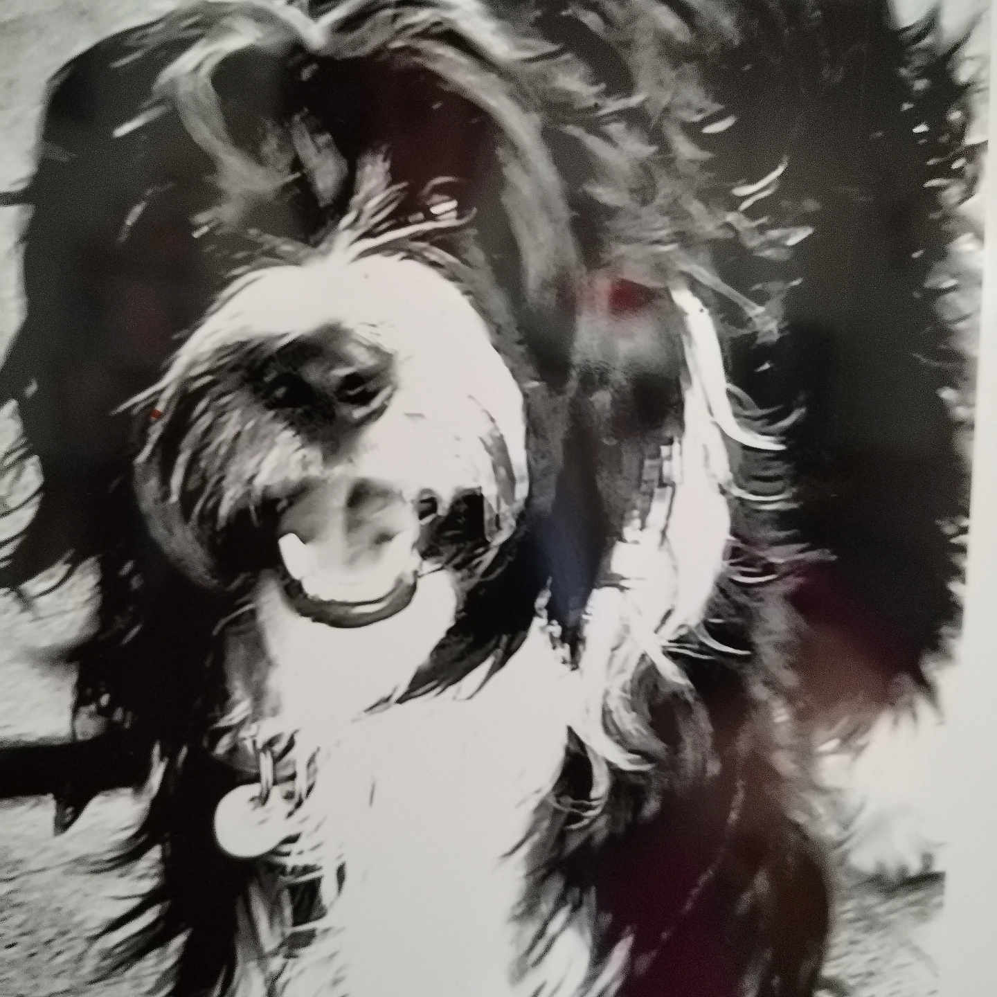 Lanna a rejoint le concours — aidez-le/la à gagner de superbes lots ! dog, black_and_white, fluffy, happy, pet, canine, fur, smiling, portrait, closeup, animal, indoor, collar, cute, friendly, muzzle, whiskers, teeth, fur_texture, looking_up