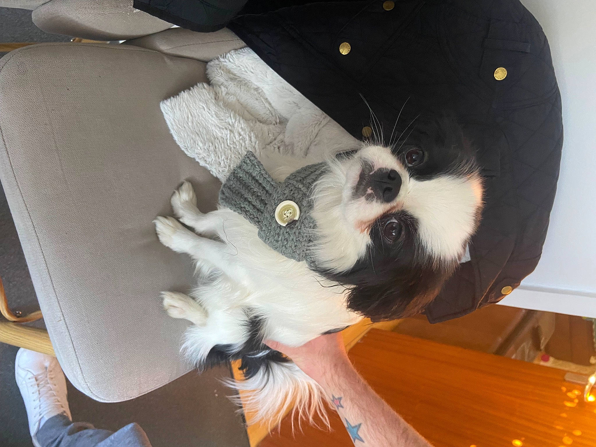 Ronnie joined the competition — help win amazing prizes! canidae, car_seat, carnivore, comfort, companion_dog, dog_breed, fur, non_sporting_group, sitting, sporting_group, tail, toy, toy_dog, whiskers, working_animal