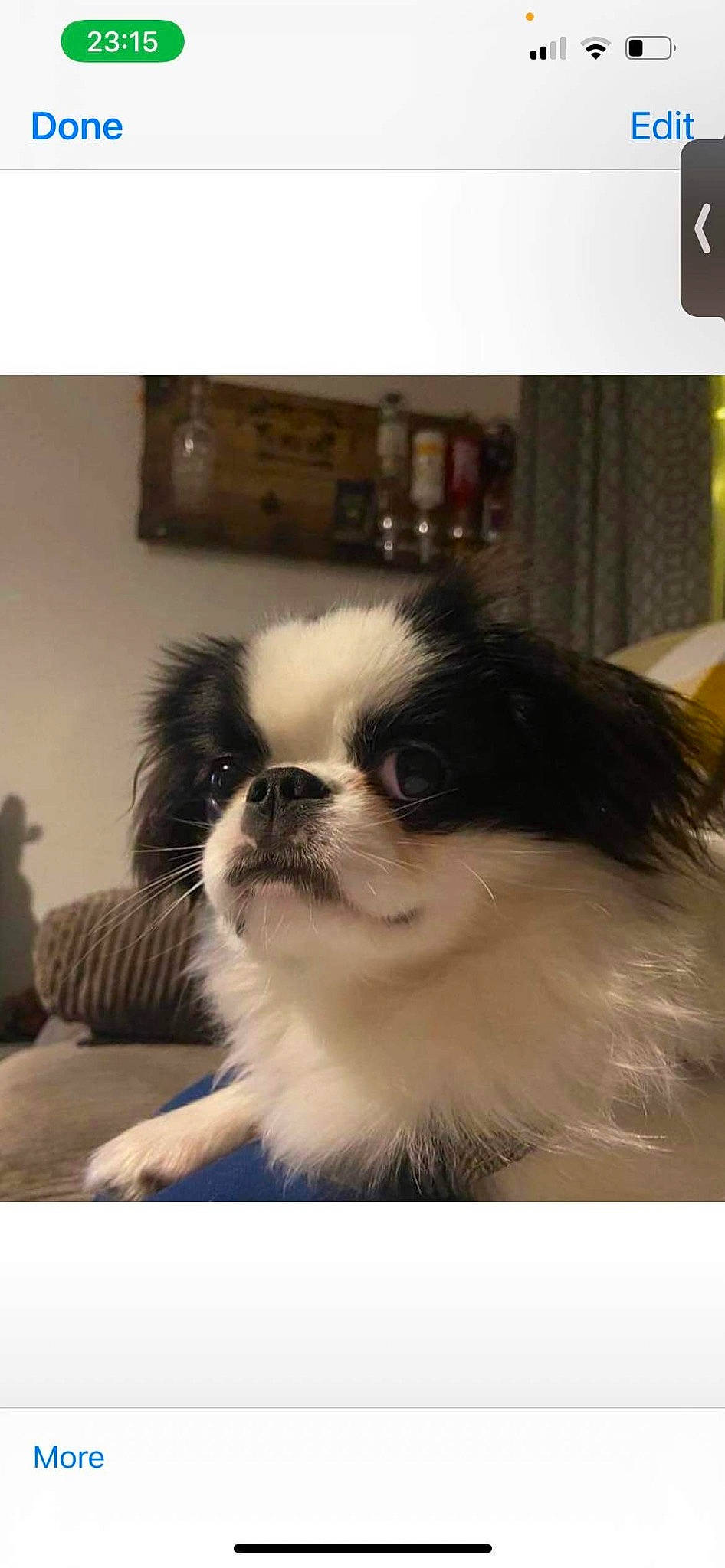 Ronnie is registered to the contest to win money with this photo: canidae, carnivore, companion_dog, dog, dog_breed, eye, fur, hair, head, human_body, japanese_chin, liver, non_sporting_group, pekingese, snout, sporting_group, terrestrial_animal, toy_dog, whiskers, working_animal