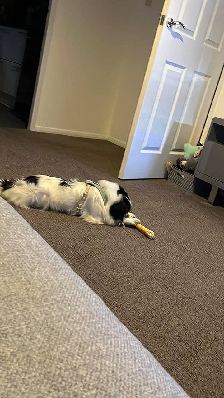 Ronnie is registered to the contest to win money with this photo: canidae, carnivore, carpet, comfort, companion_dog, dog, dog_breed, door, felidae, floor, flooring, fur, hardwood, linens, room, small_to_medium_sized_cats, sporting_group, tail, whiskers, wood