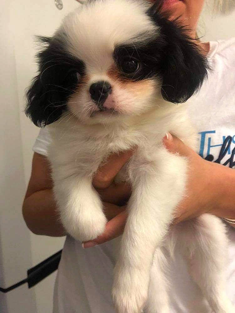 Ronnie joined the competition — help win amazing prizes! canidae, carnivore, chair, companion_dog, dog, dog_breed, ear, fur, non_sporting_group, snout, sporting_group, toy_dog, whiskers, working_animal