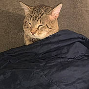 Mac joined the competition — help win amazing prizes! cat, tabby, blanket, sleeping, cozy, indoor, pet, resting, feline, comfort, animal, gray_background, closeup, cute, whiskers, ears, domestic_cat, relaxed, soft, nap