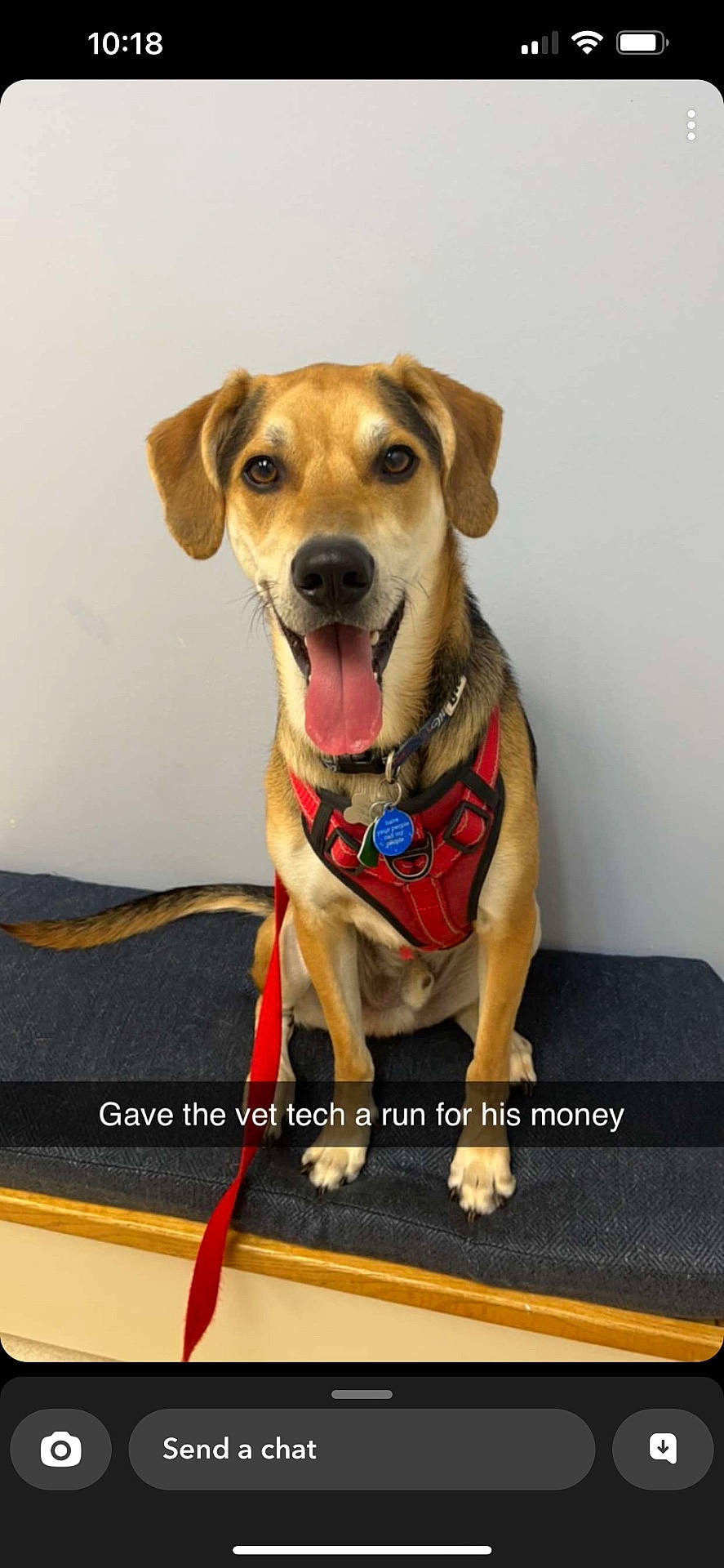 Miller is registered to the contest to win money with this photo: accessories, animal, beagle, canine, chihuahua, computerhardware, dog, electronics, formalwear, goldenretriever, hound, labradorretriever, leash, necktie, pet, policedog, puppy, snout, strap, tie