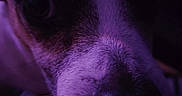 Shooter participe au concours pour gagner de l'argent avec cette photo : dog, puppy, close_up, snout, nose, eye, fur, whiskers, canine, pet, portrait, indoor, purple_lighting, dramatic_lighting, dark, curious, head, face, photography, animal