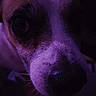 dog, puppy, close_up, snout, nose, eye, fur, whiskers, canine, pet, portrait, indoor, purple_lighting, dramatic_lighting, dark, curious, head, face, photography, animal