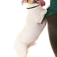 Shooter participe au concours pour gagner de l'argent avec cette photo : dog, jack_russell_terrier, small_dog, standing, upright, tongue, open_mouth, happy, playful, portrait, studio, white_background, person, leg, green_clothing, collar, paw, short_hair, animal, funny