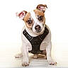 dog, puppy, pet, animal, portrait, sitting, harness, black_harness, brown_and_white, short_hair, floppy_ears, tilted_head, wide_eyes, nose, paws, indoor, studio, white_background, floor, cute