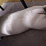 Shooter participe au concours pour gagner de l'argent avec cette photo : dog, pet, canine, lying_down, sleeping, relaxed, white_fur, brown_patches, animal, indoors, rug, carpet, sunlight, shadow, floor, furniture, home, side_view, lounging, photography
