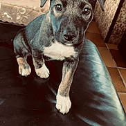 Aïko participe au concours pour gagner de l'argent avec cette photo : puppy, dog, pet, indoor, leather, sofa, brown, white, fur, cute, animal, young, ears, eyes, nose, paw, floor, furniture, table, home