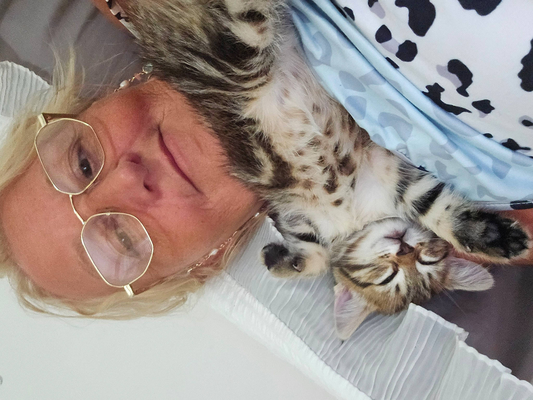 Bengale'S a rejoint le concours — aidez-le/la à gagner de superbes lots ! big_cats, carnivore, cat, comfort, domestic_short_haired_cat, ear, eyelash, eyewear, felidae, fur, gesture, glasses, jaw, nap, nose, paw, small_to_medium_sized_cats, sunglasses, vision_care, whiskers