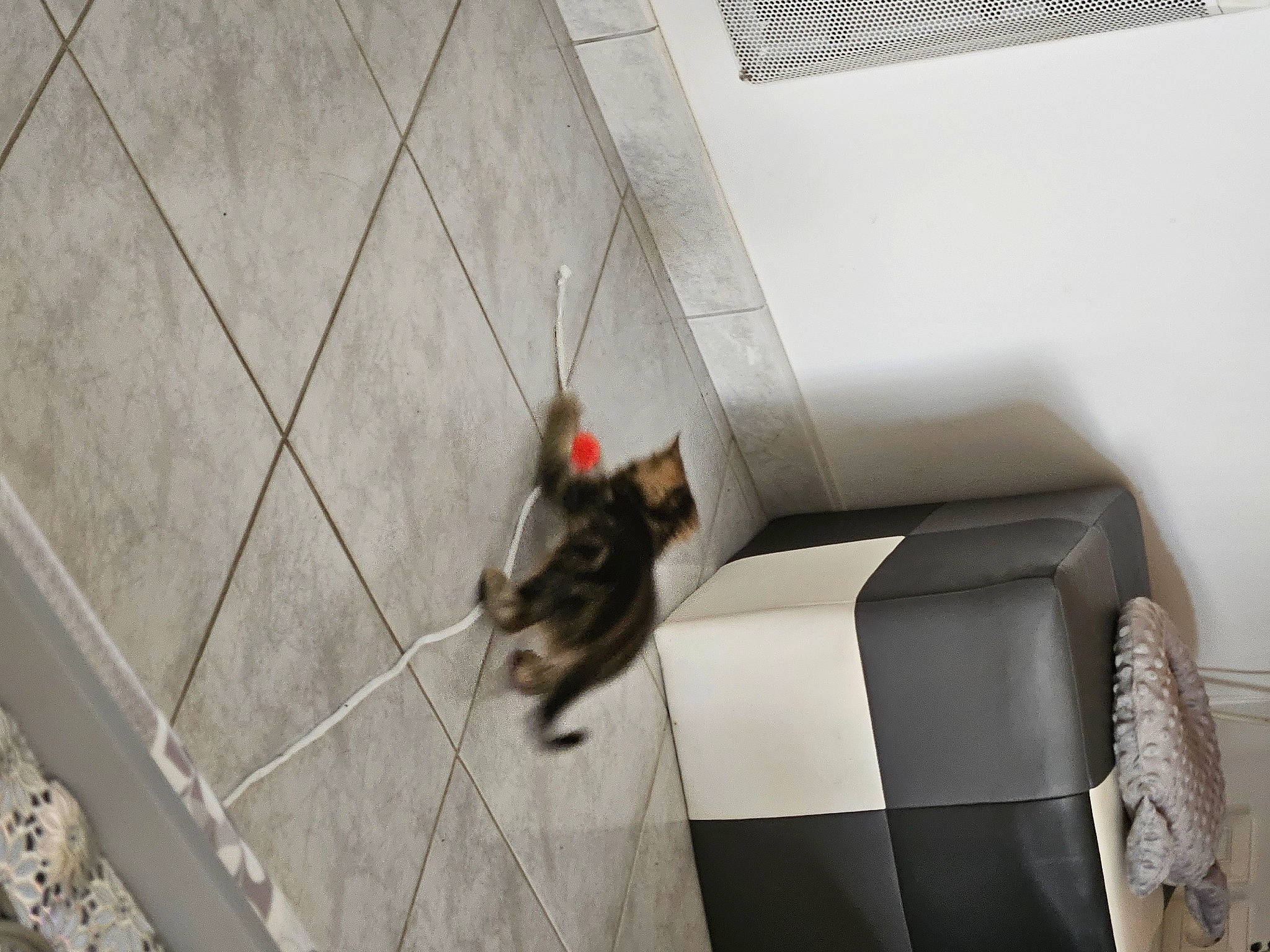 Bengale'S a rejoint le concours — aidez-le/la à gagner de superbes lots ! automotive_design, carnivore, cat, comfort, couch, felidae, floor, flooring, fur, grey, hardwood, house, metal, room, small_to_medium_sized_cats, stairs, studio_couch, tail, whiskers, wood