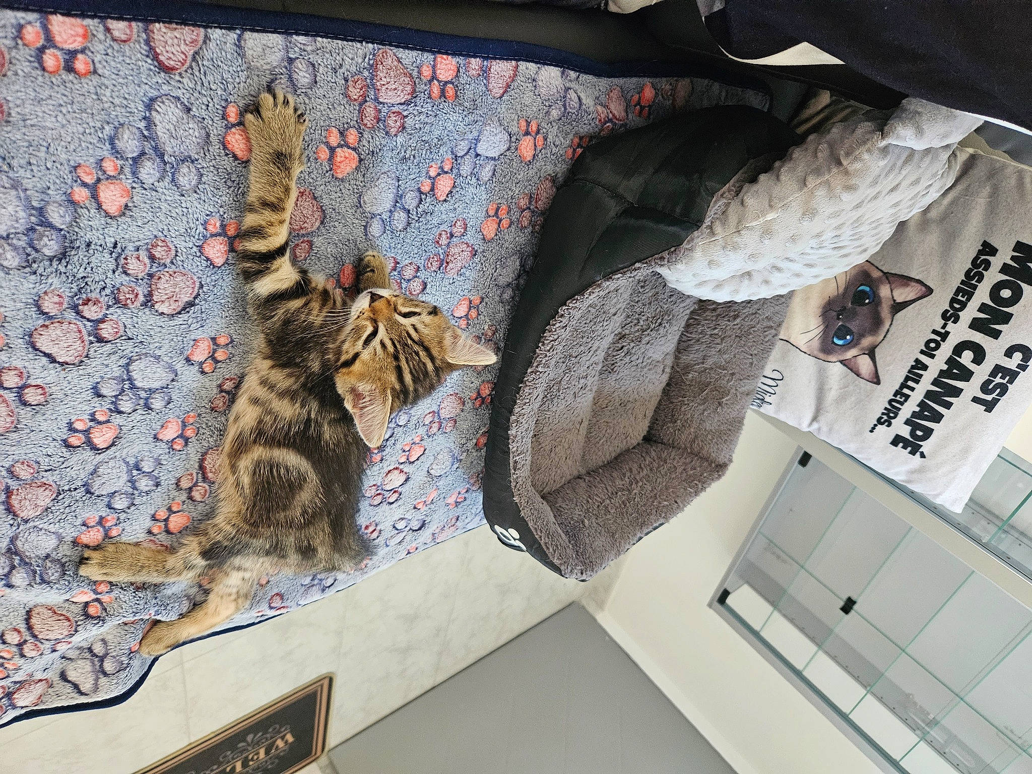 Urgo participe au concours pour gagner de l'argent avec cette photo : art, carnivore, cat, comfort, couch, domestic_short_haired_cat, felidae, font, fur, grey, linens, military_camouflage, pattern, room, small_to_medium_sized_cats, tail, terrestrial_animal, textile, visual_arts, whiskers