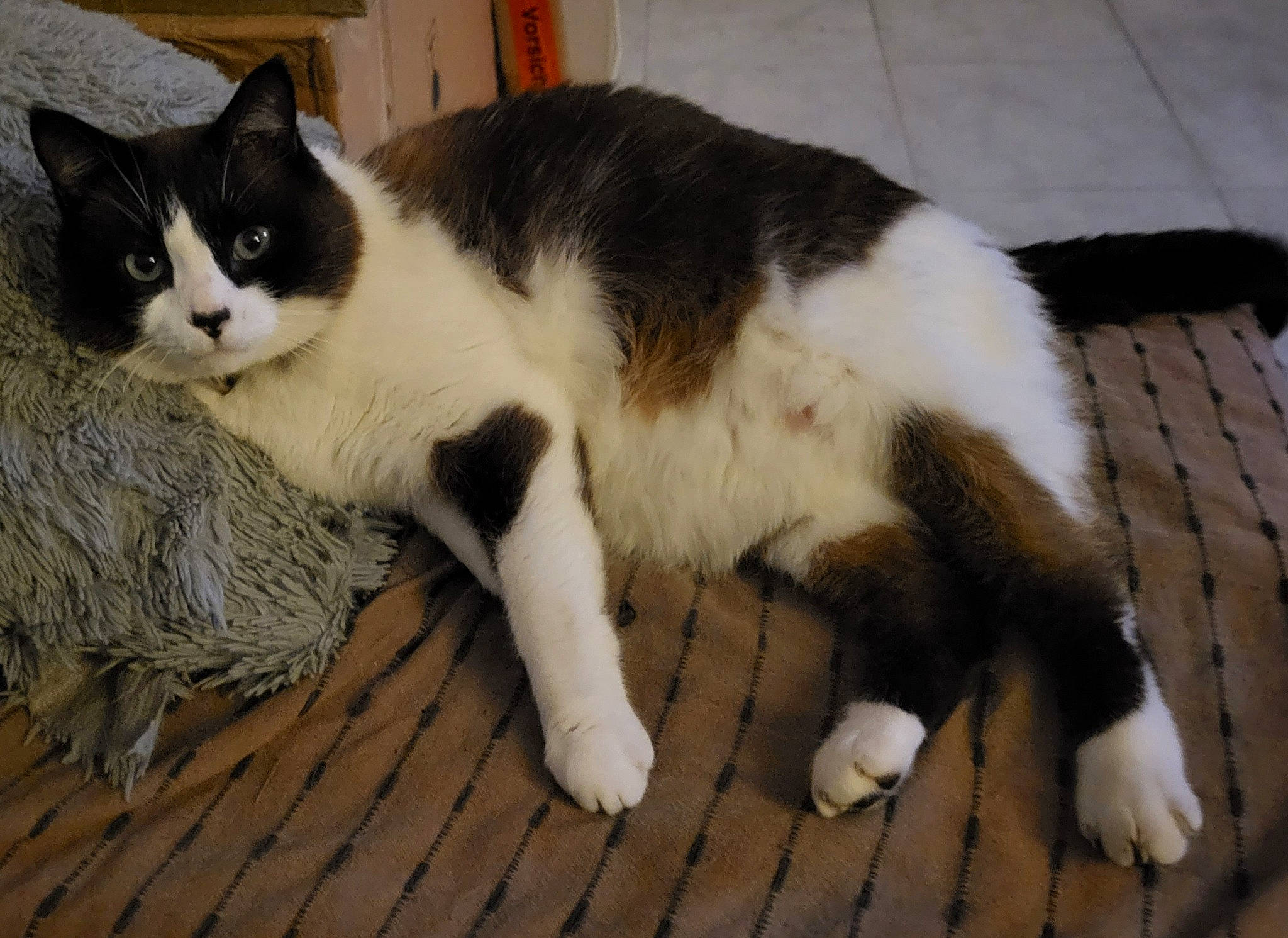 Mickey participe au concours pour gagner de l'argent avec cette photo : carnivore, cat, claw, comfort, domestic_short_haired_cat, felidae, flooring, fur, hardwood, paw, sitting, small_to_medium_sized_cats, snout, tail, terrestrial_animal, whiskers, wood