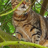 Bengal'S a rejoint le concours — aidez-le/la à gagner de superbes lots ! cat, tabby_cat, tree, branches, green_leaves, outdoor, nature, animal, pet, feline, whiskers, alert, curious, closeup, fur, wildlife, daylight, mammal, climbing, branch