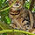 Bengal'S