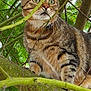 cat, tabby_cat, tree, branches, green_leaves, outdoor, nature, animal, pet, feline, whiskers, alert, curious, closeup, fur, wildlife, daylight, mammal, climbing, branch