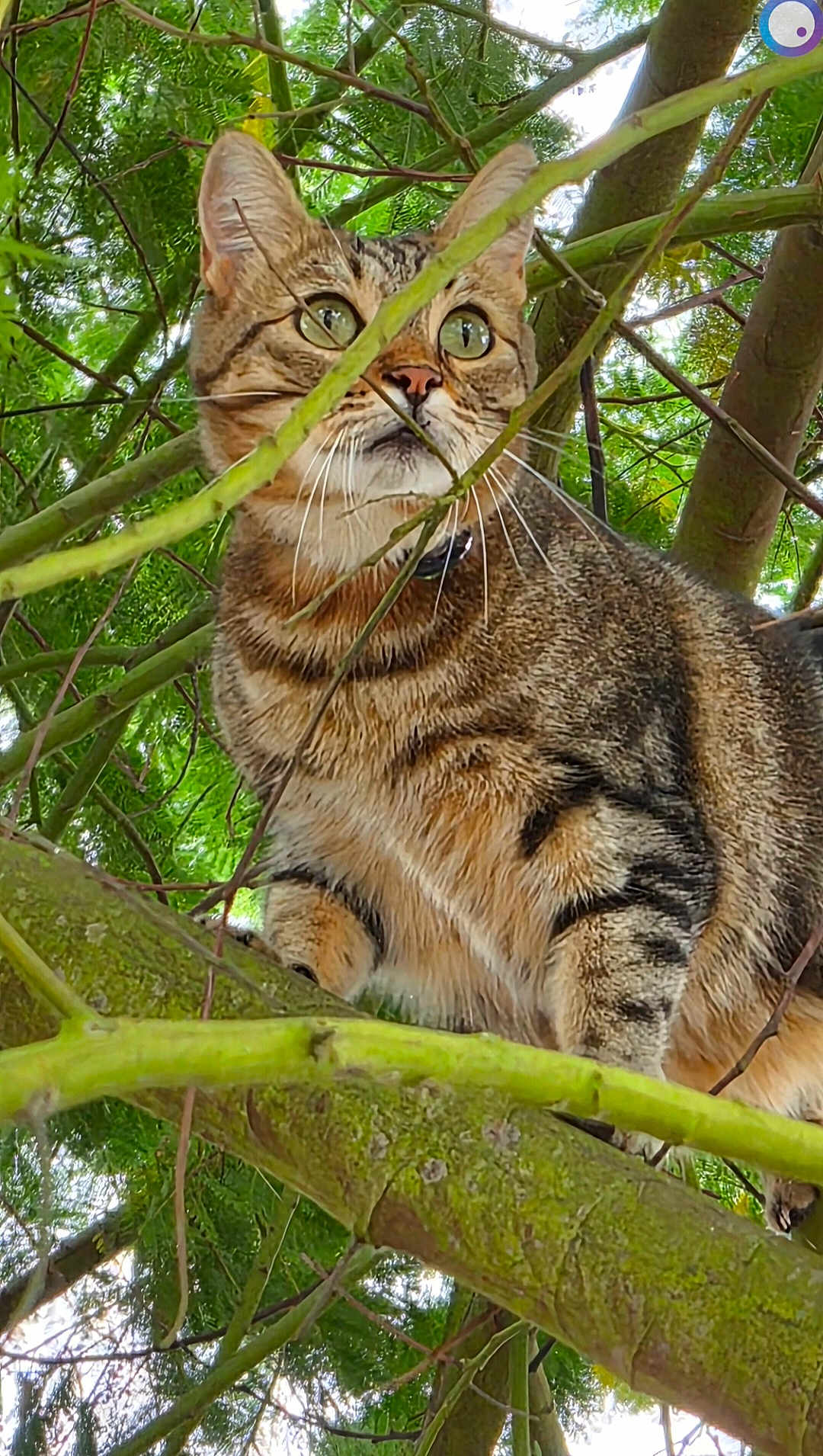 Bengal'S
