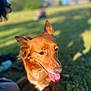 animal, blurred_background, canine, close_up, daylight, dog, ears_up, golden_brown, grass, happy, nature, outdoor, park, person, pet, relaxation, shadow, sitting, sunny_day, tongue_out