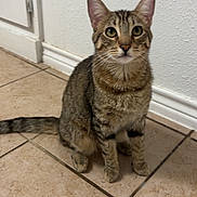 Timothy joined the competition — help win amazing prizes! animal, cat, curious, cute, domestic, ears, feline, floor, fur, indoor, looking, mammal, paws, pet, sitting, tabby, tile, wall, whiskers, young