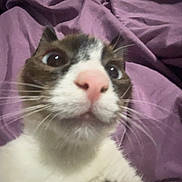 Tiberius joined the competition — help win amazing prizes! cat, close_up, selfie, pink_nose, whiskers, fur, curious, wide_eyes, indoor, blanket, purple, pet, animal, mammal, face, cute, sleepy, domestic_cat, feline