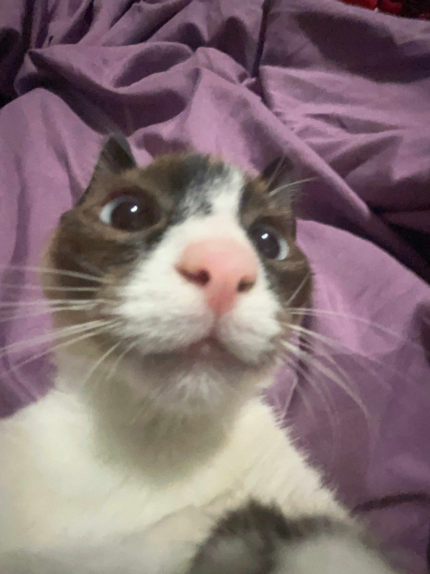 Tiberius joined the competition — help win amazing prizes! cat, close_up, selfie, pink_nose, whiskers, fur, curious, wide_eyes, indoor, blanket, purple, pet, animal, mammal, face, cute, sleepy, domestic_cat, feline