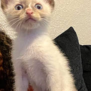 Tiberius joined the competition — help win amazing prizes! alert, blanket, cat, curious, cushion, cute, dark_ears, feline, fluffy, fur, indoor, kitten, pet, small, standing, wall, whiskers, white_fur, wide_eyes, young_animal