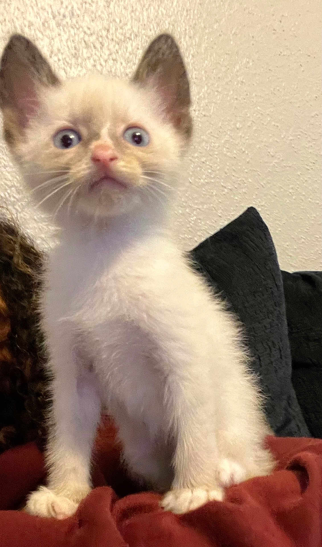 Tiberius joined the competition — help win amazing prizes! alert, blanket, cat, curious, cushion, cute, dark_ears, feline, fluffy, fur, indoor, kitten, pet, small, standing, wall, whiskers, white_fur, wide_eyes, young_animal