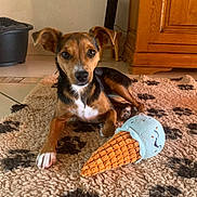 Cookie a rejoint le concours — aidez-le/la à gagner de superbes lots ! animal, brown_dog, cozy, cute, dog, domestic, ears_up, floor, home, ice_cream_cone, indoor, laying_down, looking_at_camera, patterned_rug, pet, plush_toy, rug, small_dog, toy, wooden_furniture