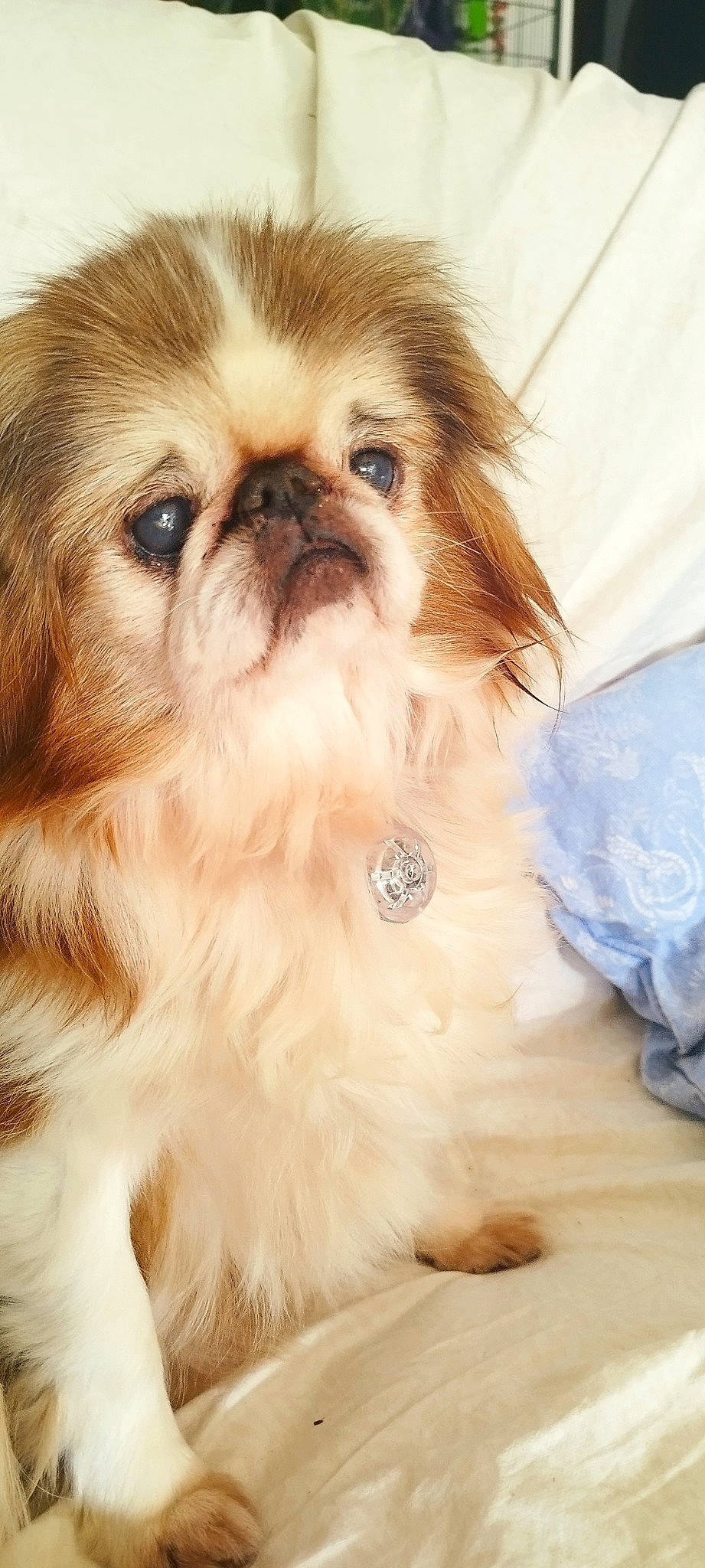 Youpiter a rejoint le concours — aidez-le/la à gagner de superbes lots ! canidae, carnivore, companion_dog, dog, dog_breed, ear, eye, eyelash, fawn, fur, liver, maltepoo, natural_material, non_sporting_group, shih_tzu, snout, sporting_group, terrestrial_animal, toy_dog, working_animal