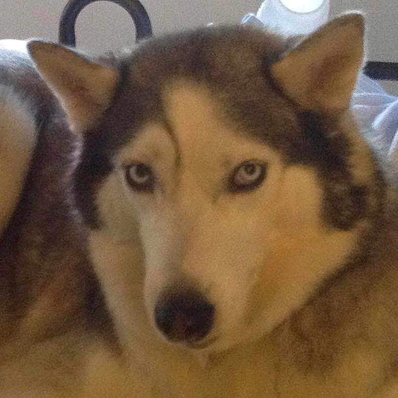 Lupi joined the competition — help win amazing prizes! animal, animal_portrait, blue_eyes, canine, close_up, companion_animal, dog, domestic_animal, ears, face, fur, household, husky, indoor, looking_at_camera, mammal, pet, pet_portrait, portrait, snout