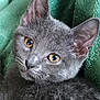 Bella Boo joined the competition — help win amazing prizes! animal, cat, close_up, cute, domestic_animal, ears, feline, fur, gray_cat, green_blanket, indoor, kitten, pet, portrait, resting, soft, texture, whiskers, yellow_eyes, young