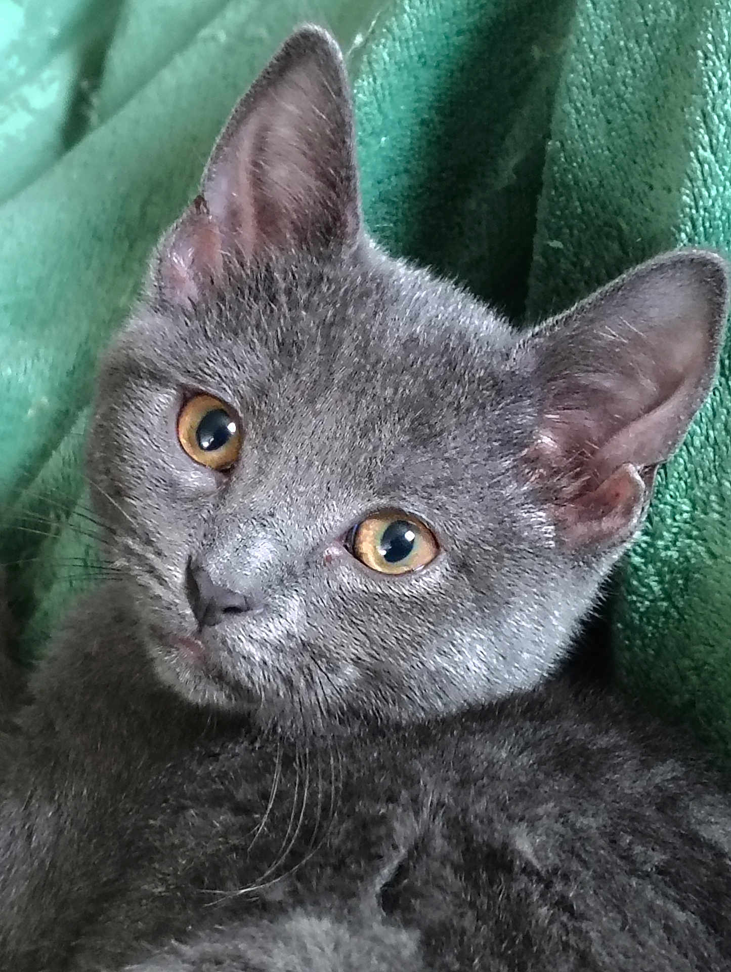 Bella Boo