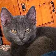 Bella Boo joined the competition — help win amazing prizes! animal, carpet, closeup, cozy, curious, cute, domestic_cat, ears, eyes, face, feline, fur, furniture, gray_cat, indoor, kitten, pet, resting, wooden_cabinet, young