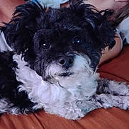 Daisy Mae joined the competition — help win amazing prizes! dog, black_and_white, curly_fur, pet, cute, indoor, relaxed, close_up, animal, laying_down, furry, companion, domestic, portrait, cozy, friendly, cute_pet, resting, cute_dog, household