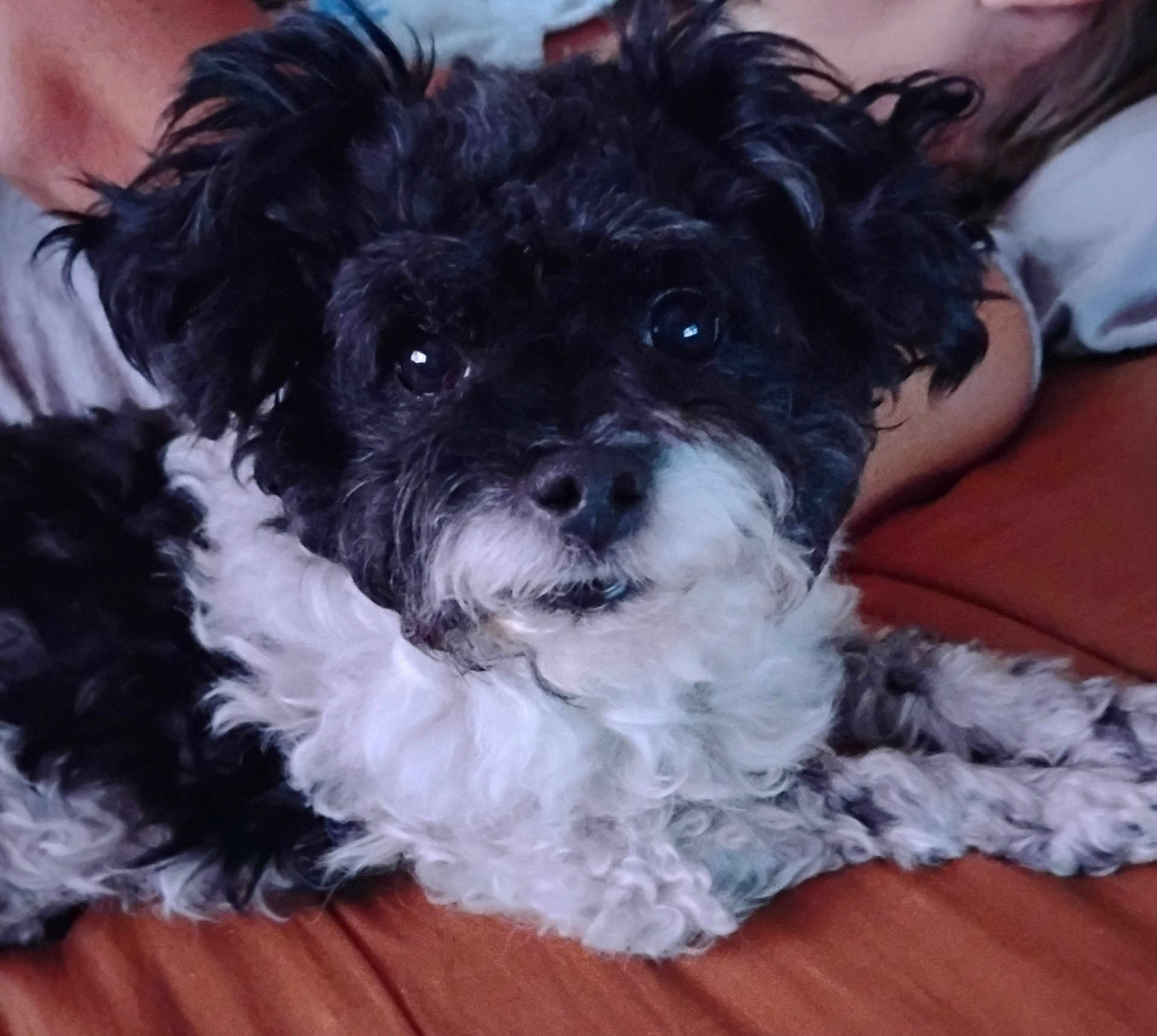 Daisy Mae joined the competition — help win amazing prizes! dog, black_and_white, curly_fur, pet, cute, indoor, relaxed, close_up, animal, laying_down, furry, companion, domestic, portrait, cozy, friendly, cute_pet, resting, cute_dog, household