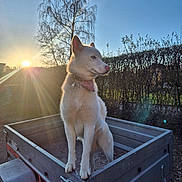 Laïka participe au concours pour gagner de l'argent avec cette photo : backyard, collar, dog, fur, golden_hour, hedge, husky, metal, outdoors, paws, pet, portrait, shadow, sky, sunflare, sunlight, sunset, tag, trailer, tree