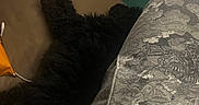 Midnight is registered to the contest to win money with this photo: black_dog, brown_couch, casual, closeup, couch, cozy, dog, fur, furniture, home, indoor, leisure, nap, pants, patterned_pants, person, relaxing, resting, snack, wrapper