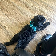 Midnight is registered to the contest to win money with this photo: dog, black_dog, curly_fur, harness, blue_harness, wooden_floor, flooring, indoor, relaxing, lying_down, pet, animal, paw, fur, footwear, sneakers, black_shoes, human_leg, resting, casual