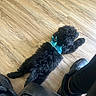 dog, black_dog, curly_fur, harness, blue_harness, wooden_floor, flooring, indoor, relaxing, lying_down, pet, animal, paw, fur, footwear, sneakers, black_shoes, human_leg, resting, casual