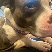 Willa Girl is registered to the contest to win money with this photo: animal, bed, blur, casual, close_up, collar, cozy, cute, dog, domestic_animal, fur, indoor, mammal, nail, paws, pet, portrait, relaxed, resting, snout