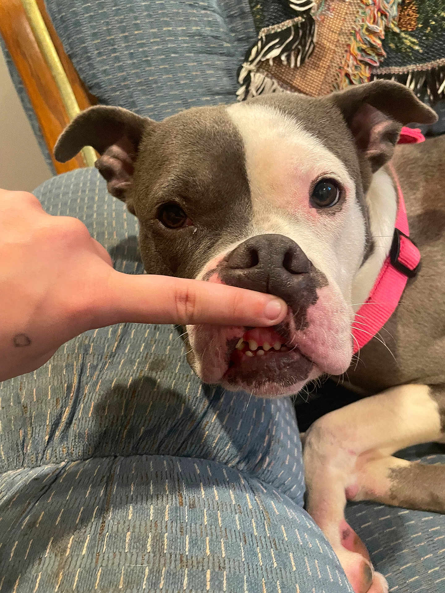 Willa Girl