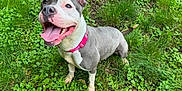 Willa Girl joined the competition — help win amazing prizes! animal, canine, collar, cute, daylight, dog, ears_up, friendly, grass, greenery, ground, happy, nature, outdoor, pet, playful, smiling, summer, tongue_out, young_dog
