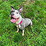 animal, canine, collar, cute, daylight, dog, ears_up, friendly, grass, greenery, ground, happy, nature, outdoor, pet, playful, smiling, summer, tongue_out, young_dog