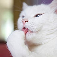 Billy a rejoint le concours — aidez-le/la à gagner de superbes lots ! cat, white_cat, pet, animal, grooming, licking, paw, close_up, fur, pink_nose, whiskers, indoor, soft, cute, feline, mammal, portrait, face, relaxed, cozy