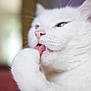 cat, white_cat, pet, animal, grooming, licking, paw, close_up, fur, pink_nose, whiskers, indoor, soft, cute, feline, mammal, portrait, face, relaxed, cozy