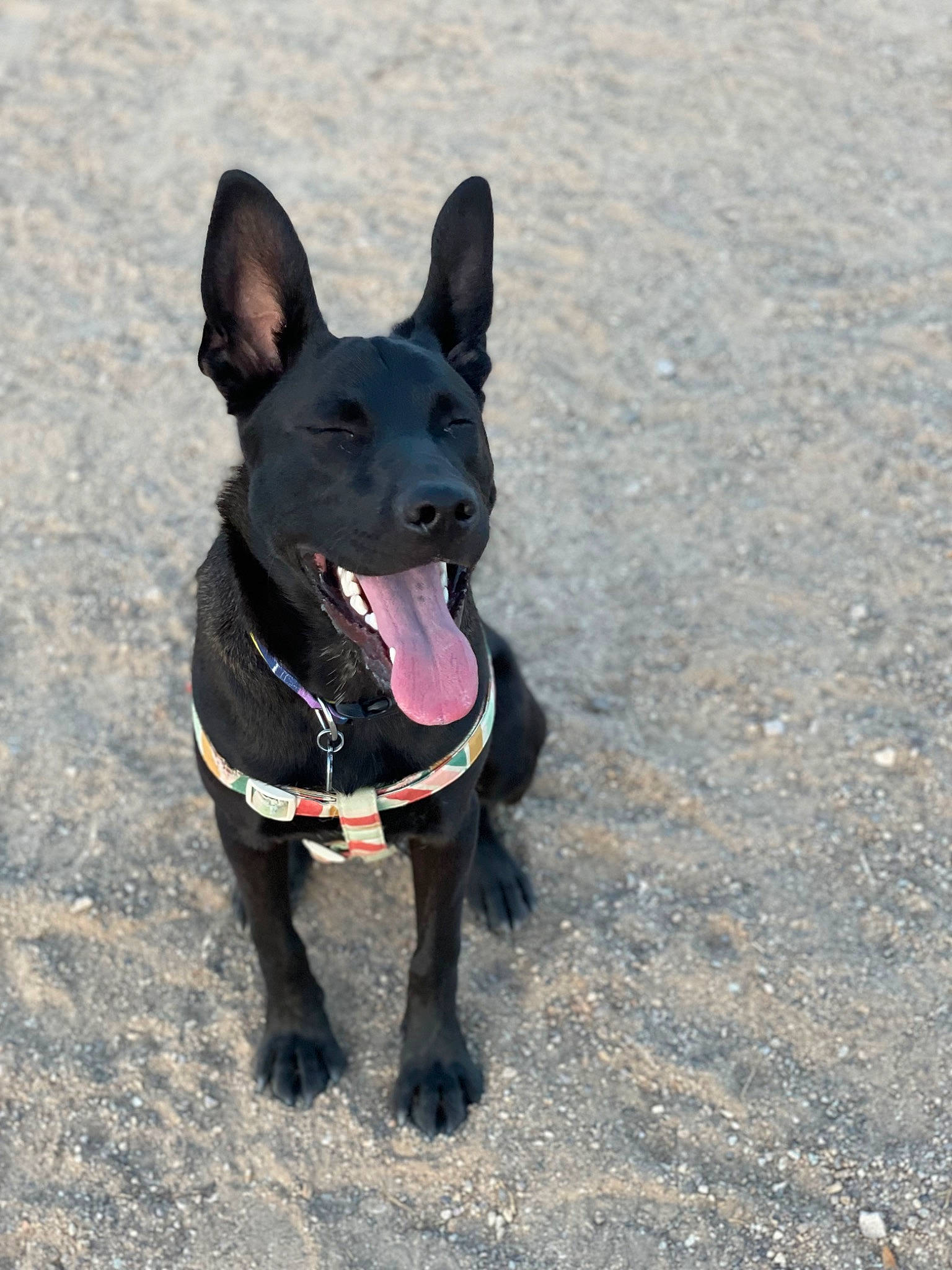 Friday joined the competition — help win amazing prizes! asphalt, borador, carnivore, collar, companion_dog, dog, dog_breed, dog_collar, dog_supply, fashion_accessory, fawn, guard_dog, leash, pet_supply, plant, road_surface, sporting_group, tail, whiskers, working_animal